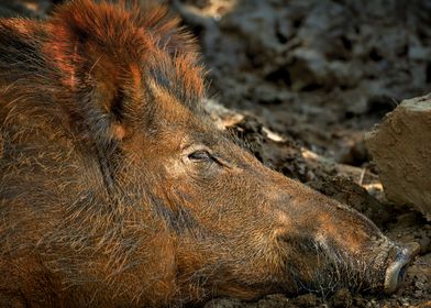Brown wild boar Boar head