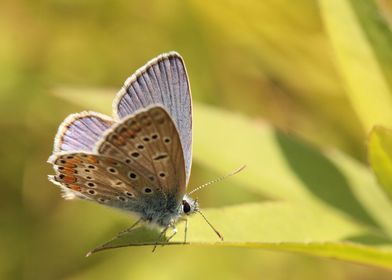 Butterflies in front of th