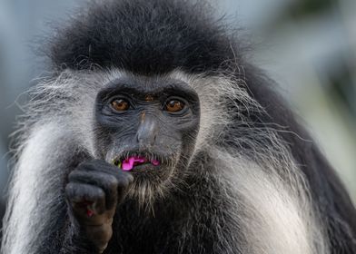 Eating Colobus Monkey