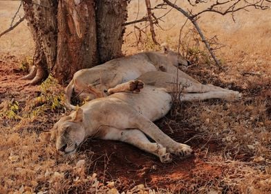 2 Sleeping Female Lions