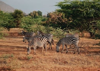 Small Herd Of Zebras