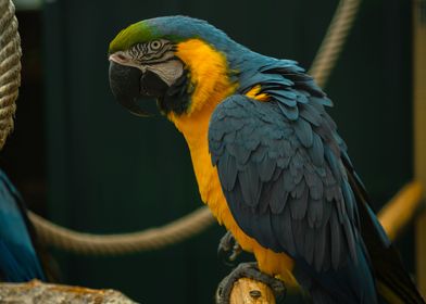 Parrot