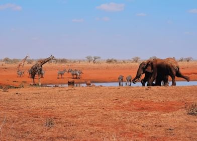 Elephant + Giraffe + Zebra