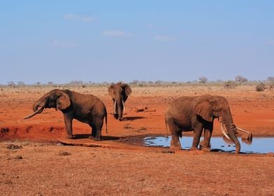 3 Huge Elephants Drinking