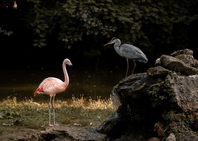 Flamingo vs heron