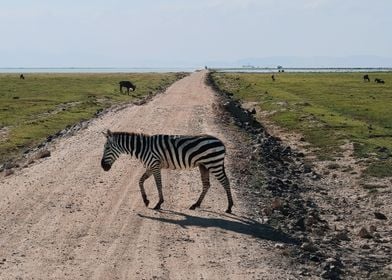 Zebra In Amboseli Park