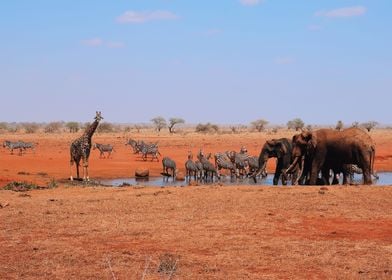 Elephant + Giraffe + Zebra