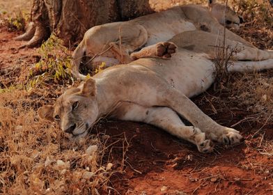 2 Sleeping Female Lions