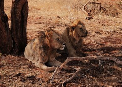 2 Juvenile Male Lions