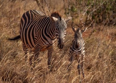 Mama Zebra With Its Foal