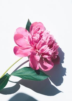 pink petaled
