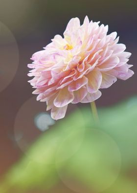 a pink background flower