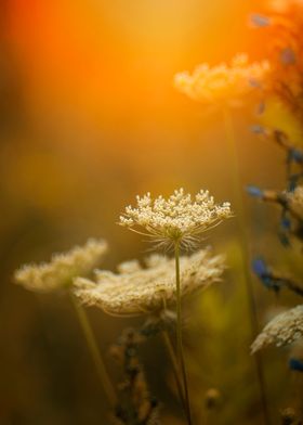 Summer meadow with flowers