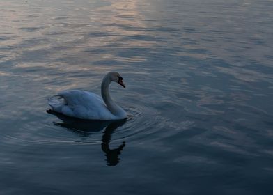 Swan