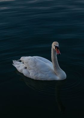 Swan