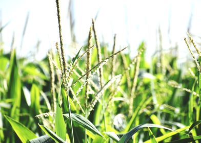 Cultivation of corn