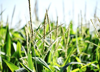 Cultivation of corn