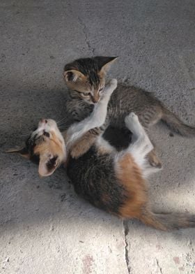 Playing Kittens