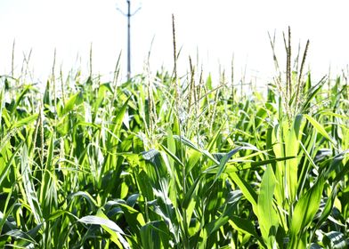 Cultivation of corn