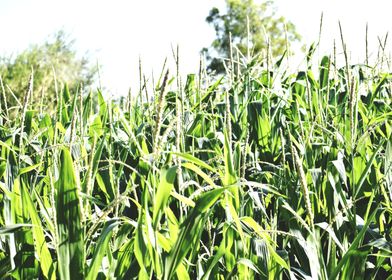 Cultivation of corn