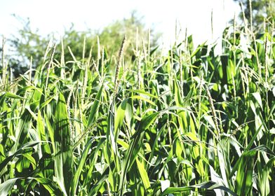 Cultivation of corn