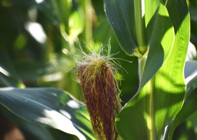 Cultivation of corn