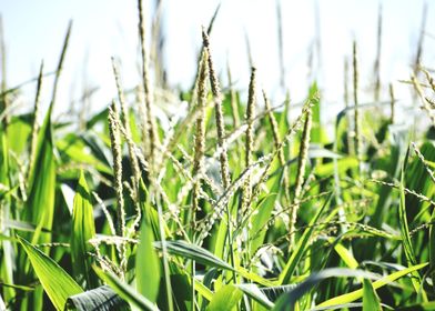 Cultivation of corn