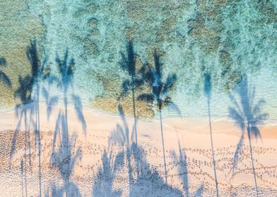 Palm tree shadows at beach