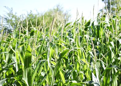 Cultivation of corn