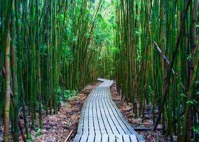 Bamboo forest Maui Hawaii