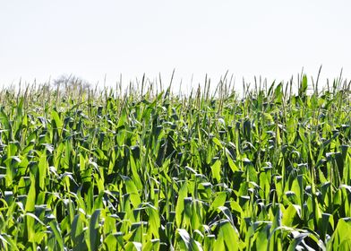 Cultivation of corn