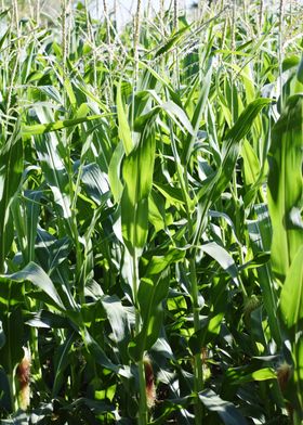 Cultivation of corn