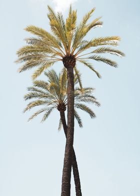 Palm Trees Beauty 6 