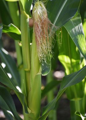 Cultivation of corn