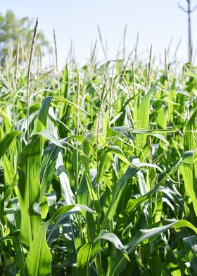 Cultivation of corn