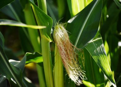 Cultivation of corn