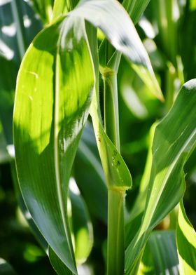 Cultivation of corn