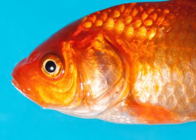 Goldfish close up