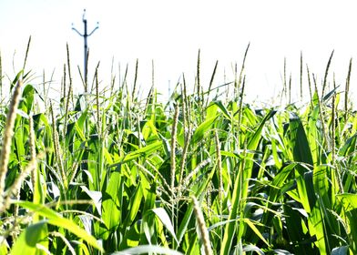 Cultivation of corn