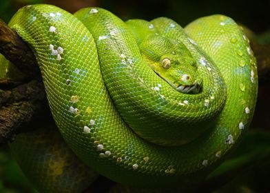 Green Tree Python Portrait