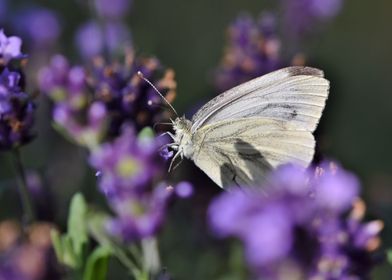 Purple flowers White butt