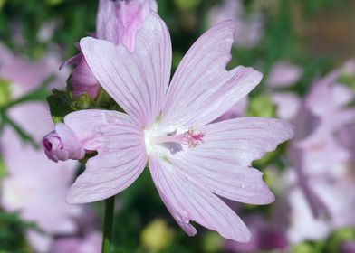 Mallow flowers Flowers P