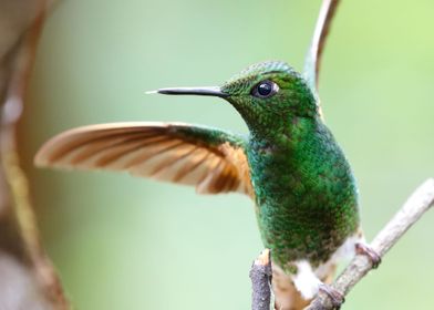 Buffed Tailed Coronet Bird