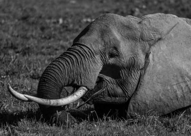 Elephant Portrait B and W