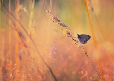 Butterfly, summer meadow