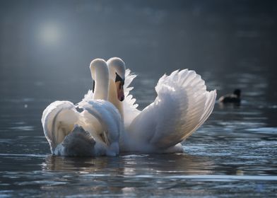 Swan Few Love