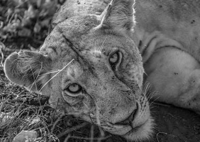 Resting Lion Portrait BW