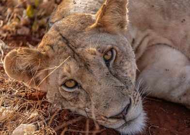 Resting Lion Portrait