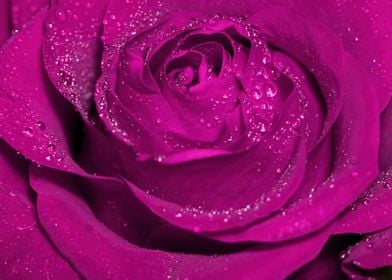 Wet purple rose macro