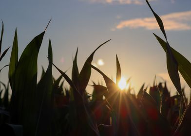 Sunset over a Corn Field